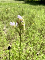 Physostegia digitalis, photograph (c) Laura Clark, some rights reserved (CC BY)