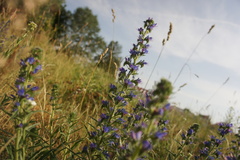 Echium vulgare