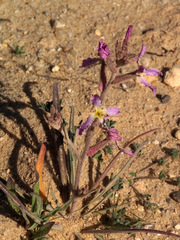 Matthiola longipetala livida