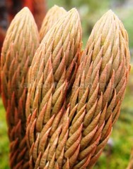 Phlegmariurus crassus