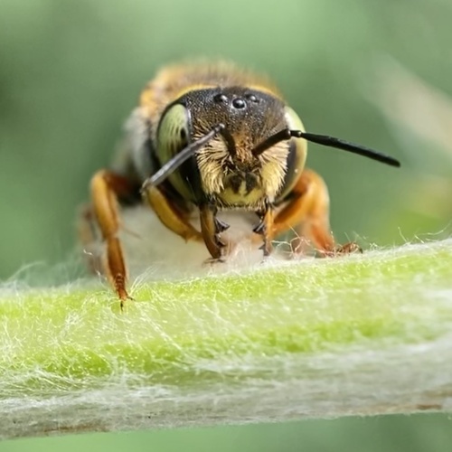 Oblong Woolcarder Bee photo 5