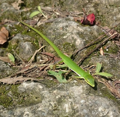 Takydromus sauteri