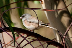 Junco hyemalis mearnsi