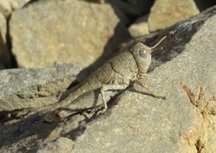 Brachaspis nivalis