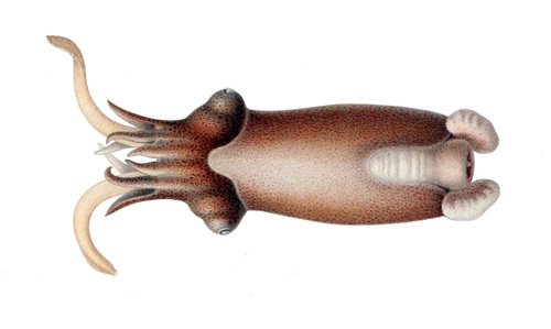 Ram's Horn Squid