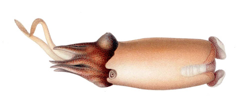 Ram's Horn Squid