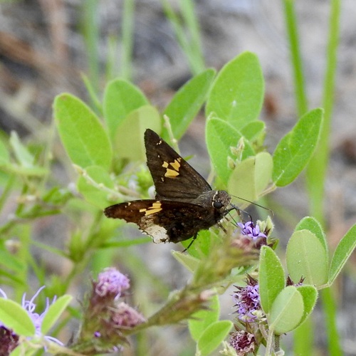Hoary Edge photo 4