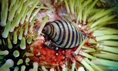 Vexilla vexillum observed 2023-06-04
