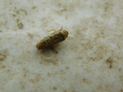 Curtara insularis