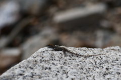 Sceloporus grandaevus