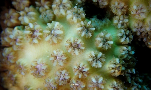 Cyphastrea agassizi observed 2023-06-04