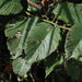 Berchemia fenchifuensis - Photo (c) Ray Tsai,  זכויות יוצרים חלקיות (CC BY-NC), הועלה על ידי Ray Tsai