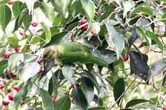 Psilopogon faiostrictus