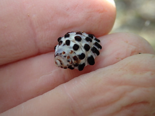 Morula uva observed 2023-07-14