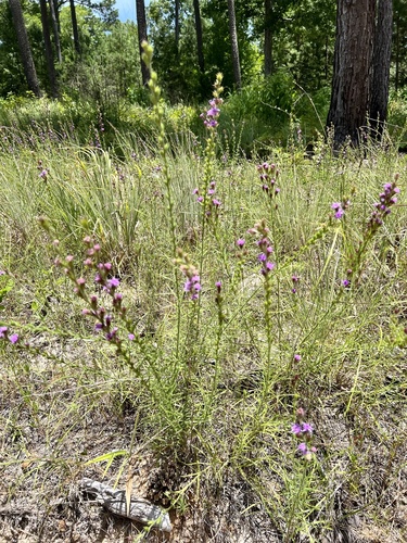 Liatris tenuis, photograph 6