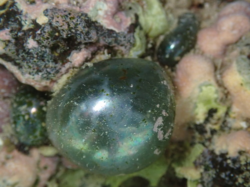 Valonia ventricosa observed 2023-07-14