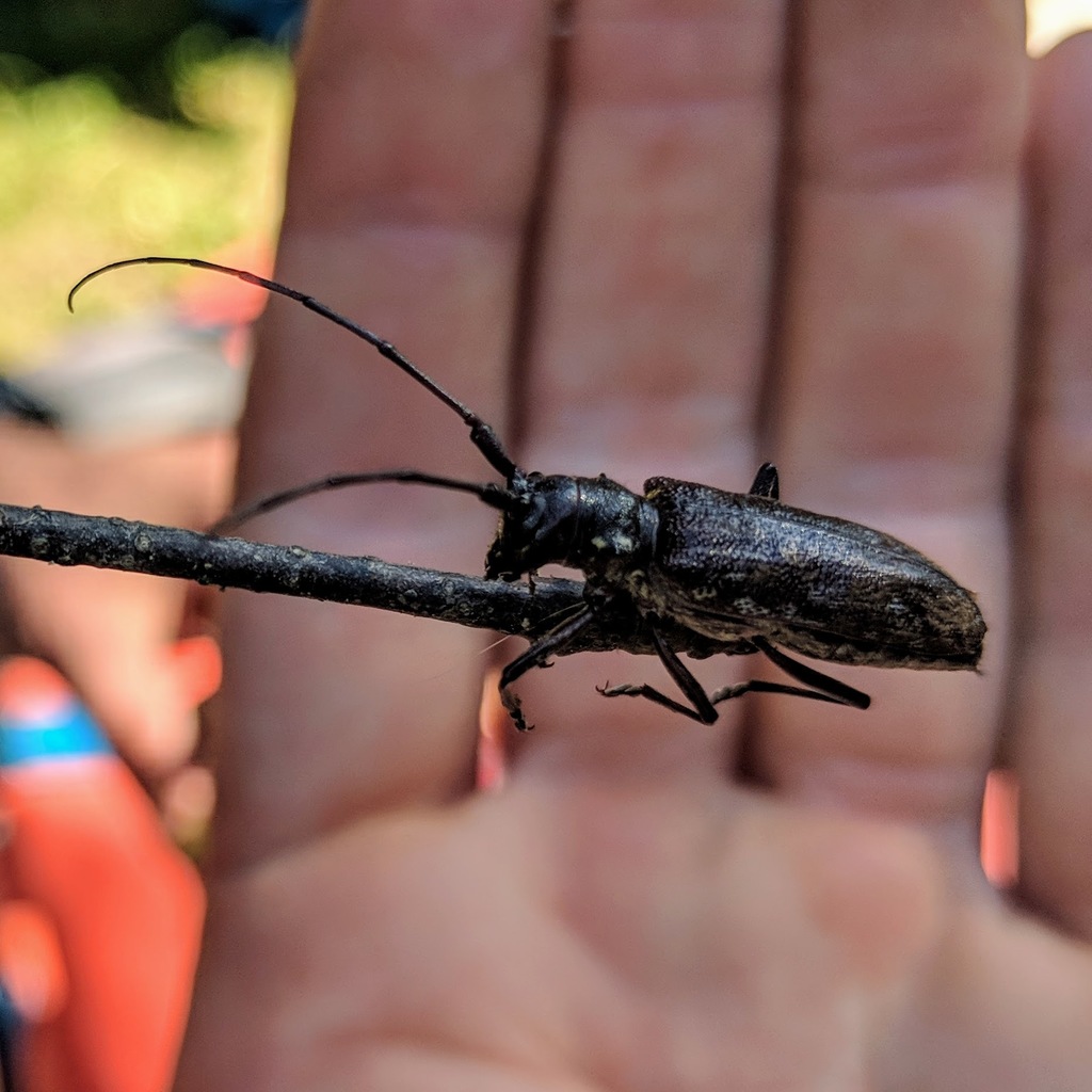 White-spotted Sawyer Beetle