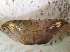 Oxydia bilinea