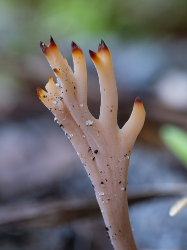 Clavulina coralloides image