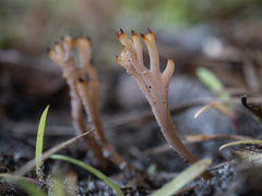 Clavulina coralloides image