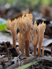 Clavulina coralloides image