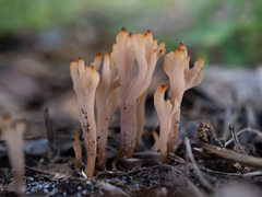 Clavulina coralloides image