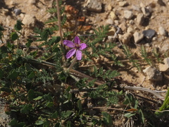 Erodium touchyanum