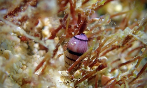 Terenolla pygmaea observed 2023-06-13