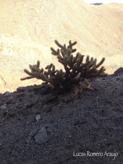 Cylindropuntia wolfii