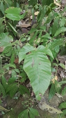 Tectaria polymorpha