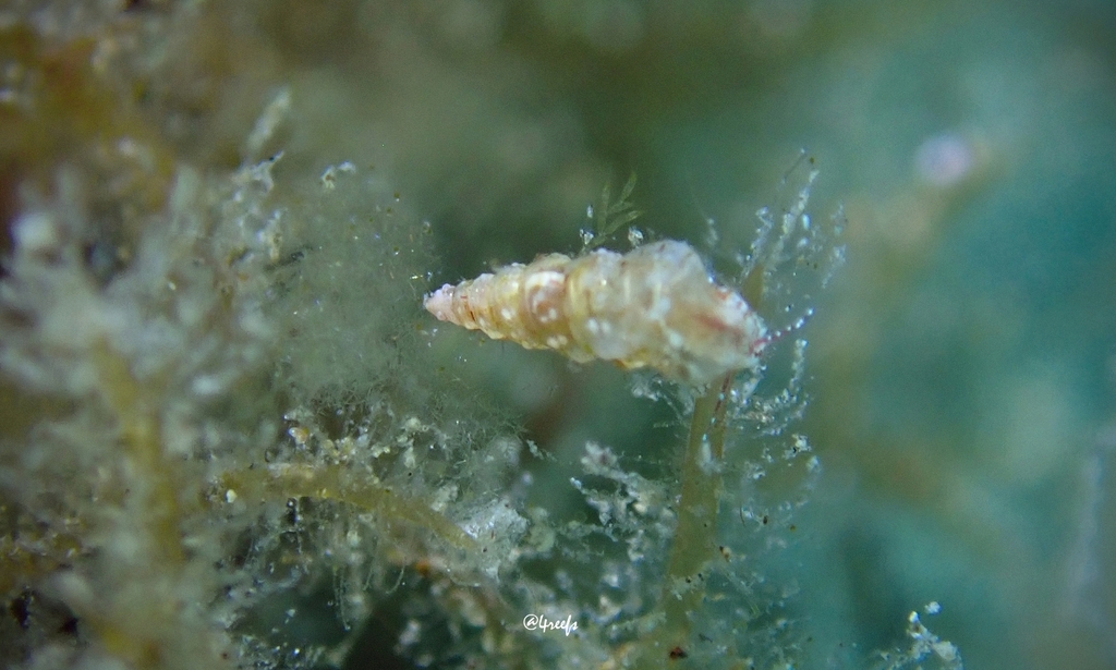 Cerithidium