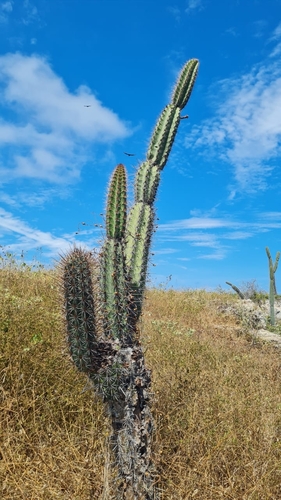 Armatocereus cartwrightianus, photograph 3