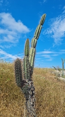 Dimitri, CC0, iNaturalist via GBIF Armatocereus cartwrightianus, photograph Dimitri, CC0, iNaturalist via GBIF