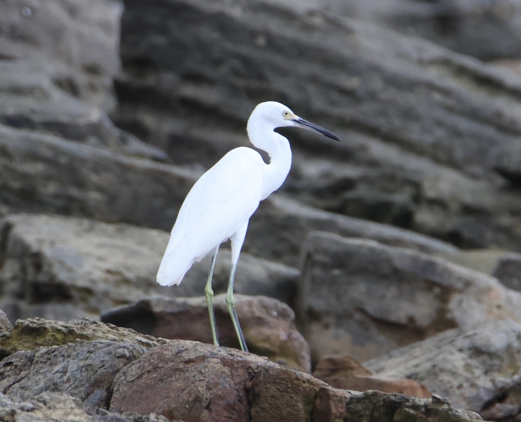 Snowy Egret From Golfo De Panamá Provincia De Panamá Pa On July 12