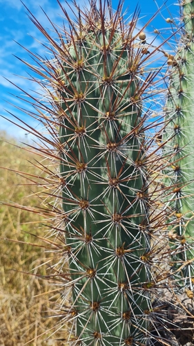 Armatocereus cartwrightianus, photograph 4