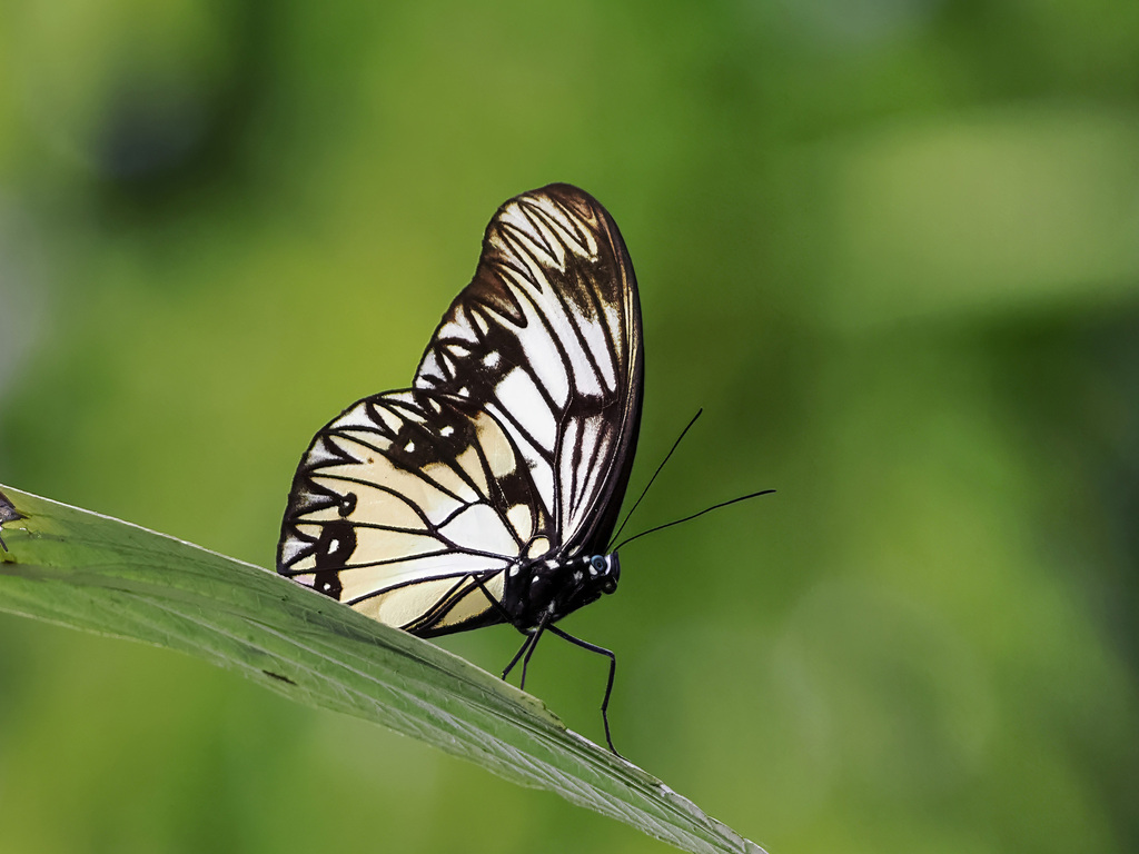 Zethera incerta