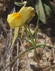 Linaria haelava