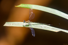 Nesolestes ranavalona
