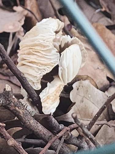 Lentinellus micheneri