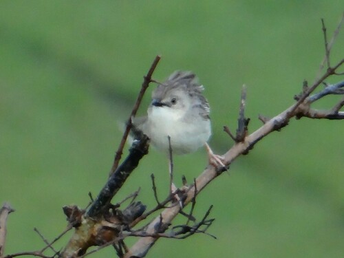 Croaking Cisticola