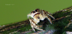Metaphidippus