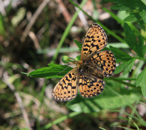 Boloria oscarus