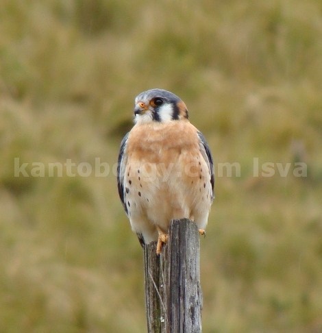 Falco sparverius image