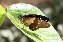 Papilio dardanus cenea