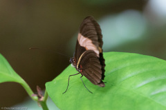 Heliconius melpomene