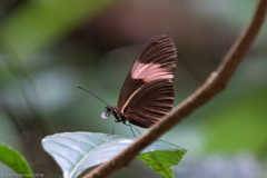Heliconius melpomene