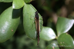 Papilio dardanus cenea