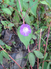 Ipomoea aristolochiifolia