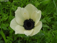 Anemone coronaria