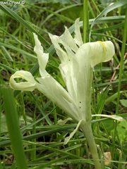 Iris palaestina